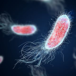 Jótékony hatás a gyomor és a bélrendszer működésére