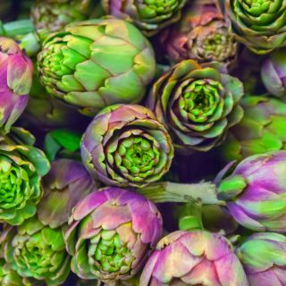 Jeruzsálemi articsóka gumó kivonat